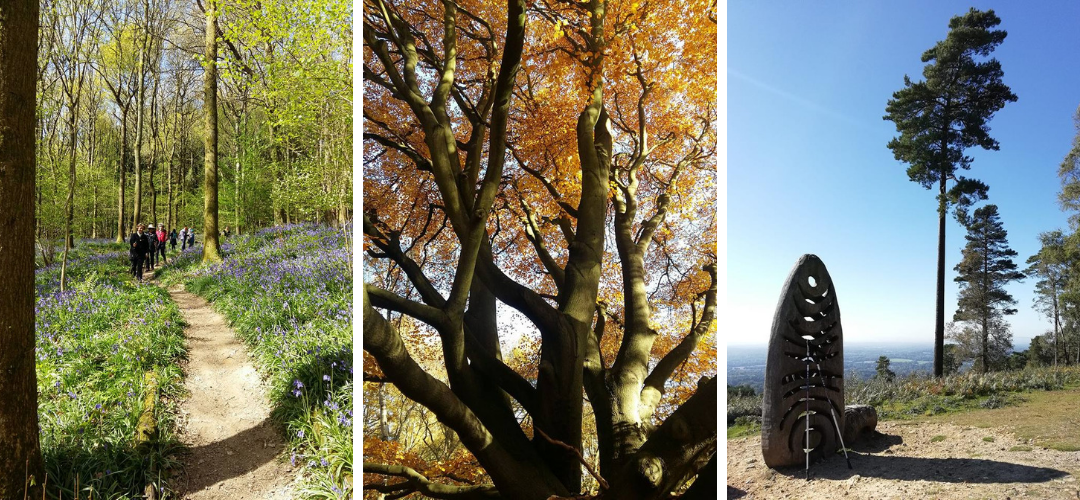 Learn to Nordic Walk in Surrey